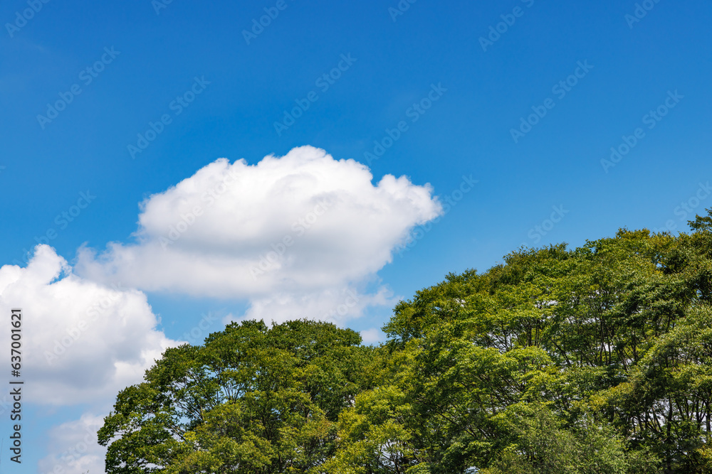 瑞々しい新緑と青空