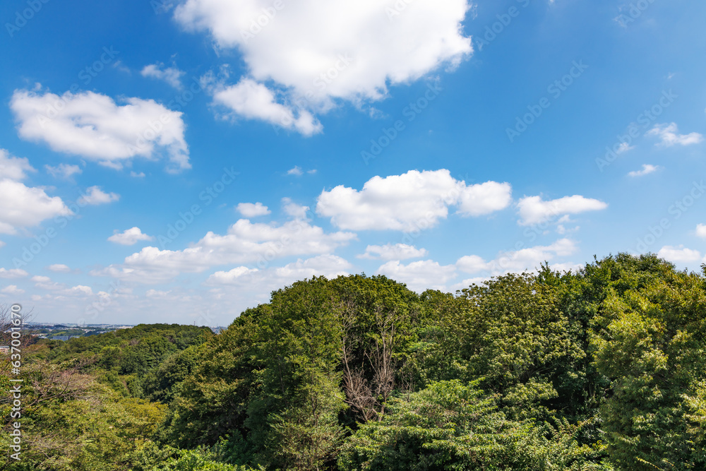 瑞々しい新緑と青空