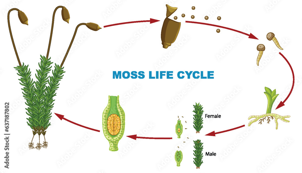 Biology Study: Moss Plant Life Cycle Infographic