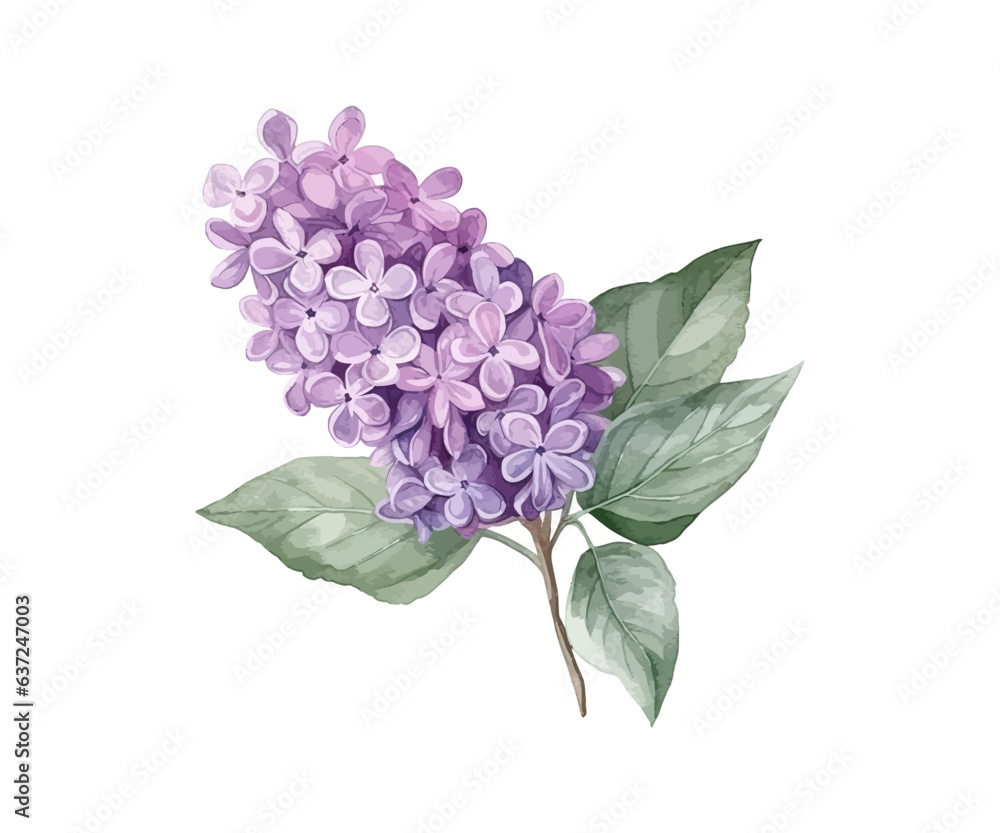 Lilac flower. Watercolor. Vector illustration design