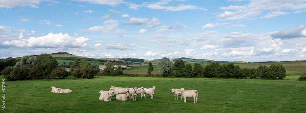 beautiful countryside landscape with cows near verdun in the north of france