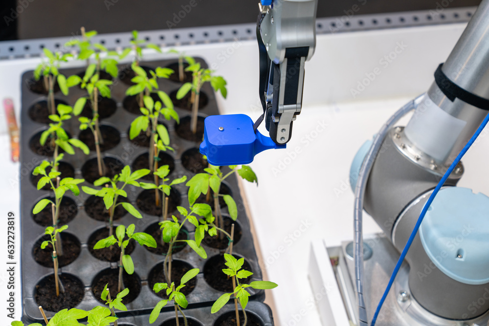 A robot in a greenhouse evaluates the quality of tomato seedlings using a sensor. Smart farming conc