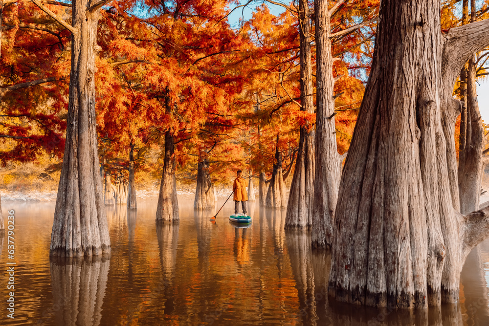 Adventure on stand up paddle board with woman at the river between Taxodium trees in autumn