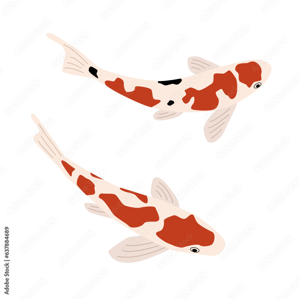 Koi carp. Vector illustration of oriental freshwater spotted animal. Drawing of japanese fish.