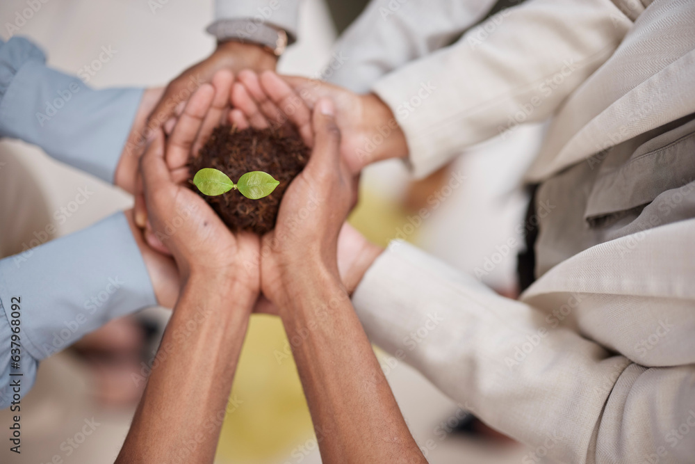 Plant, soil and hands of business team with sustainability, growth or development. Above group of pe