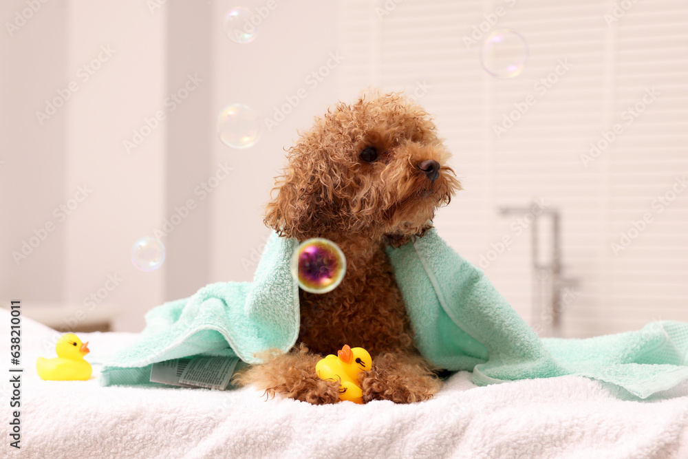 Cute Maltipoo dog wrapped in towel, rubber ducks and soap bubbles indoors. Lovely pet