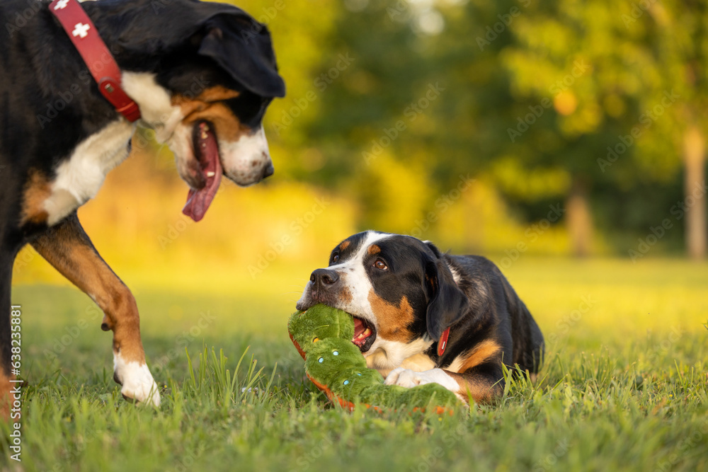 A Greater Swiss Mountain dog chews on a toy while another tries to take it