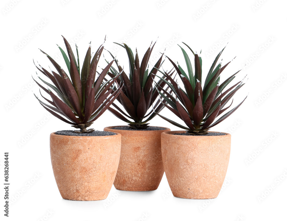 Succulent plants in pot isolated on white background