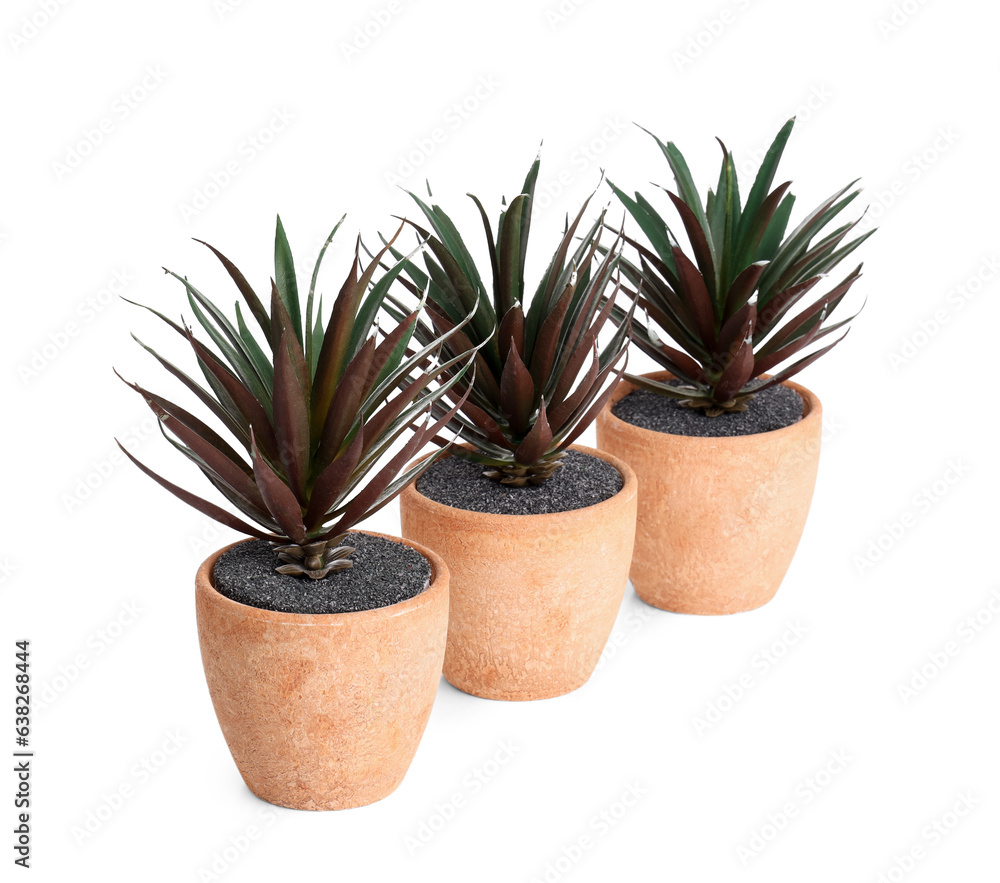 Succulent plants in pot isolated on white background