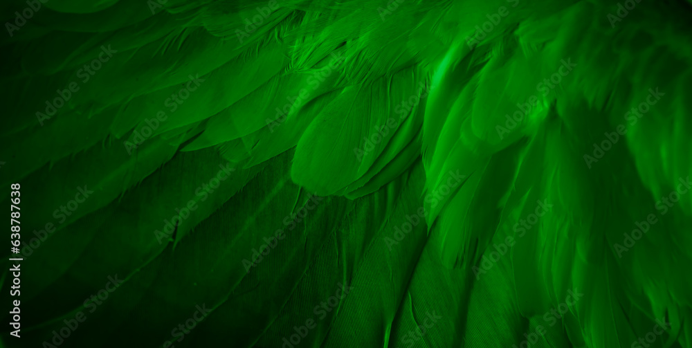 green feather pigeon macro photo. texture or background