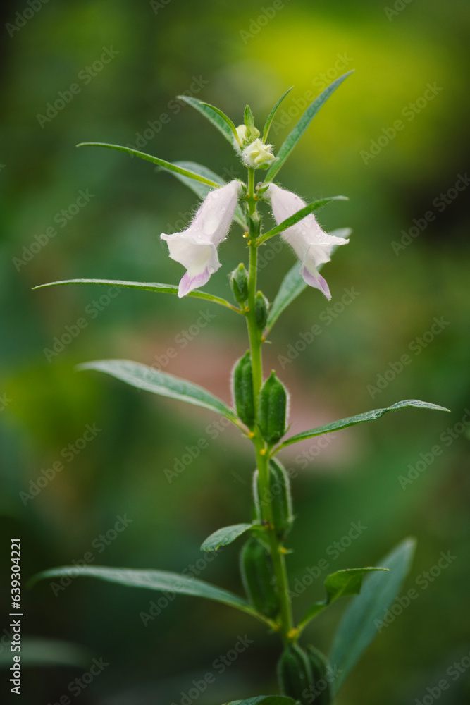 Sesamum indicum,Sesamum indicum is growing, Sesamum indicum to make vegetable oil	