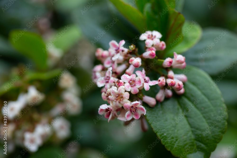 Viburnum suspensum clusters of small white-pink flowers on a branch, selective focus. Spring flower 