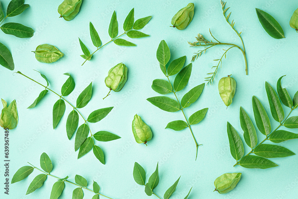 Composition with leaves and seed pods of goldenrain tree on color background