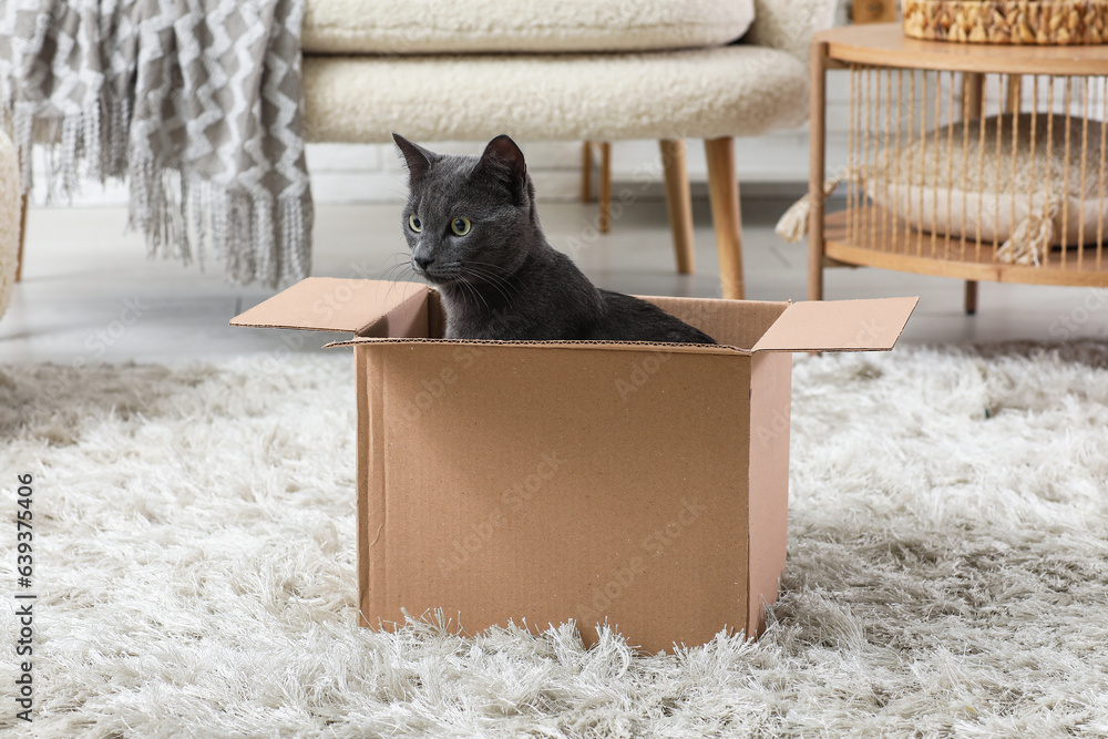 Cute British cat sitting in box at home