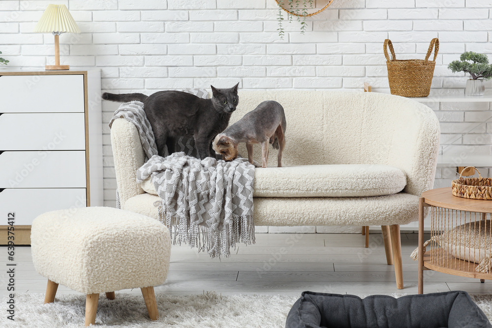 Cute small Yorkshire terrier dog and British cat on sofa at home