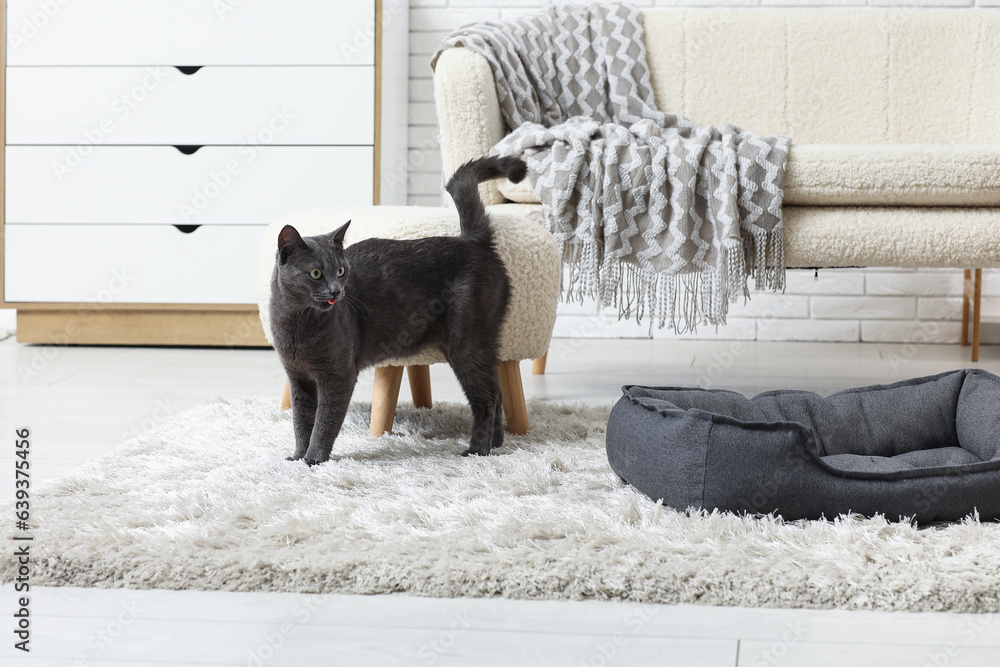 Cute British cat with pet bed in living room at home