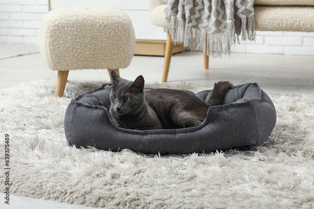 Cute British cat lying in pet bed at home