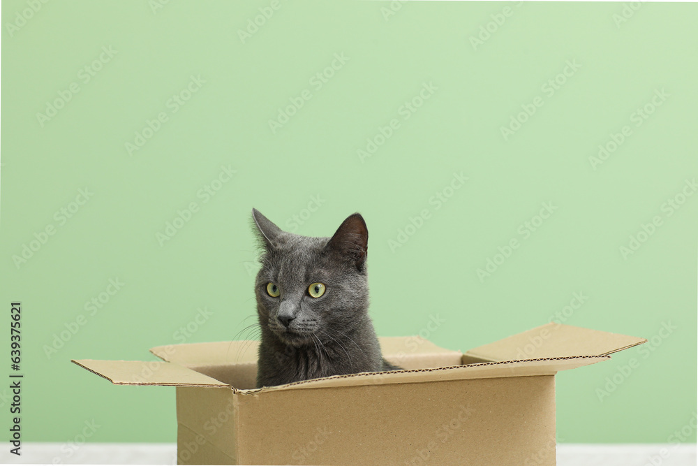 Cute British cat sitting in box on floor near green wall