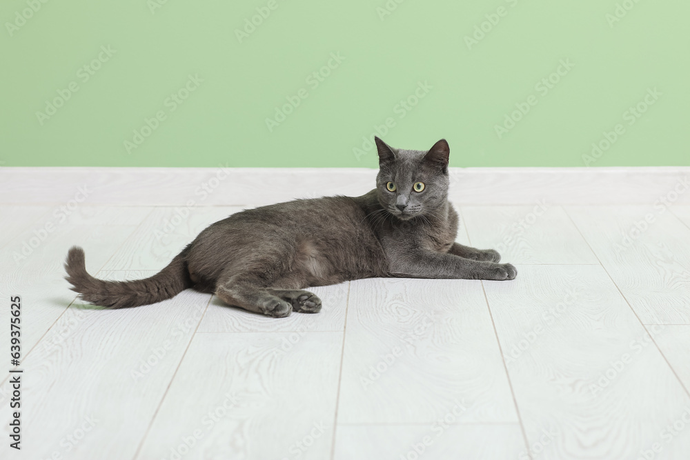 Cute British cat lying on floor near green wall