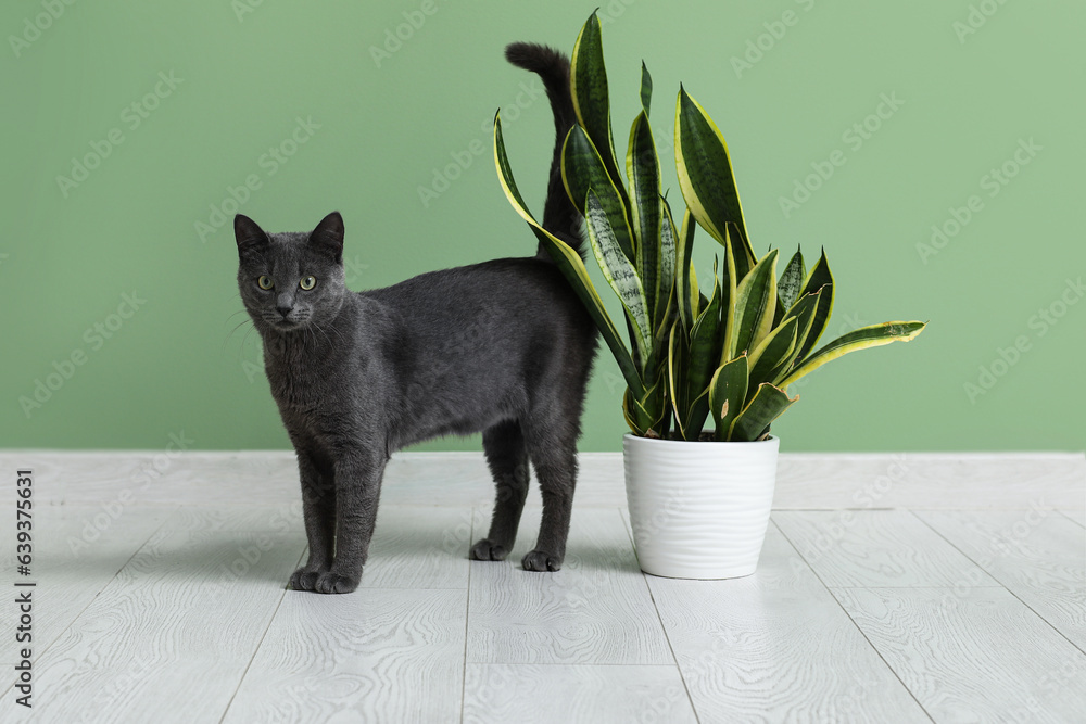 Cute British cat with houseplant on floor near green wall