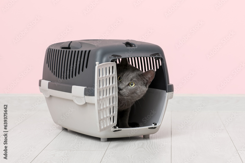 Cute British cat sitting in carrier on floor near pink wall