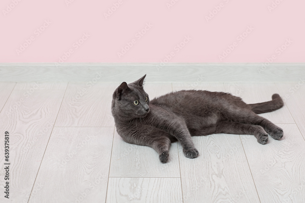 Cute British cat lying on floor near pink wall