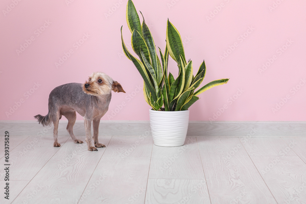 Cute small Yorkshire terrier dog with houseplant on floor near pink wall