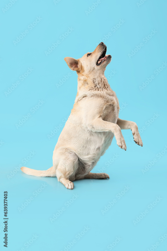 Cute funny Labrador dog jumping on blue background