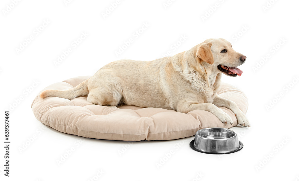 Cute Labrador dog with bowl of water lying on pet bed against white background