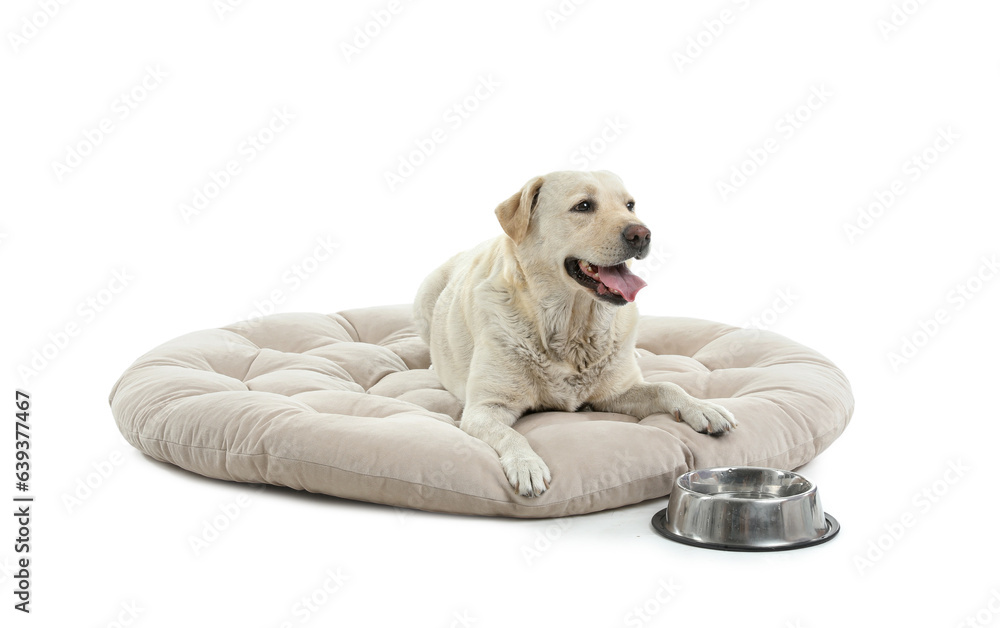 Cute Labrador dog with bowl of water lying on pet bed against white background