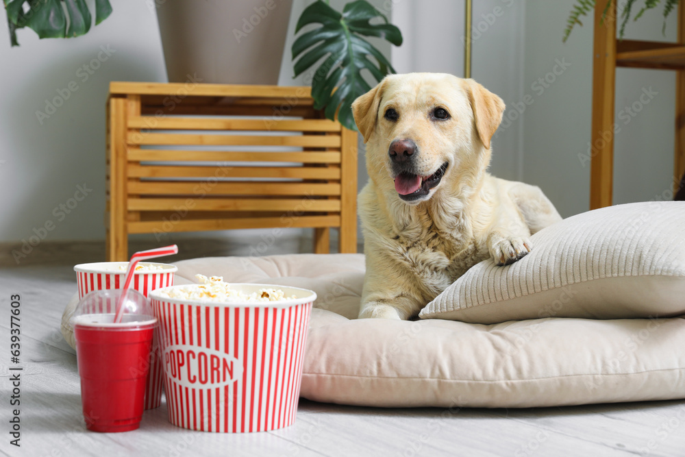 Cute Labrador dog with popcorn buckets and cup of soda lying on pet bed in living room