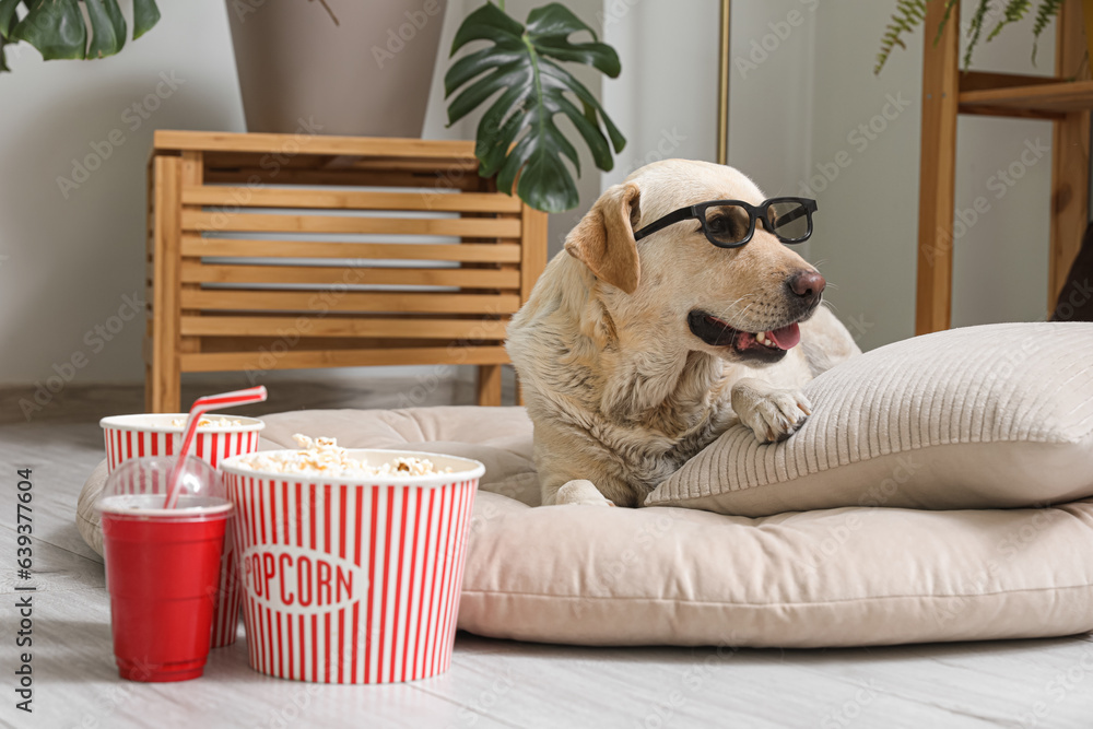 Cute Labrador dog in 3D cinema glasses with popcorn buckets and cup of soda lying on pet bed in livi