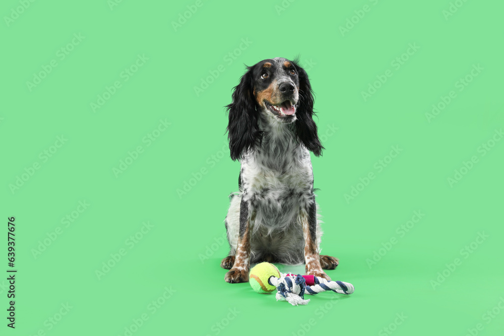 Cute cocker spaniel dog with pet toys sitting on green background