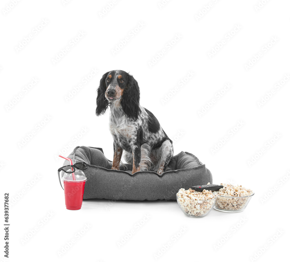 Cute cocker spaniel dog with bowls of popcorn, soda, 3D glasses and TV remote sitting on pet bed aga