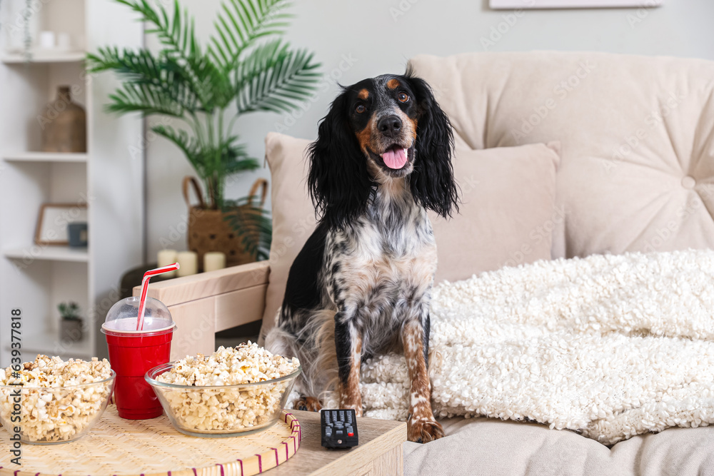 Cute cocker spaniel dog with bowls of popcorn, soda and TV remote sitting on sofa in living room