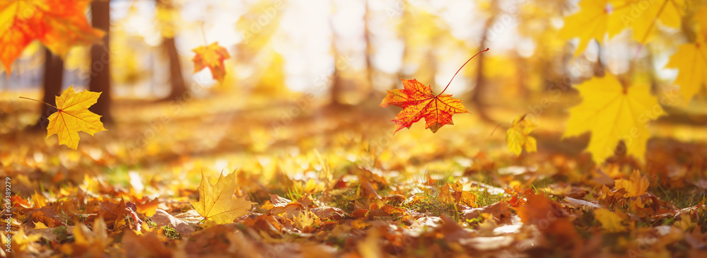 falling autumn maple leaves in the park. Beautiful october background