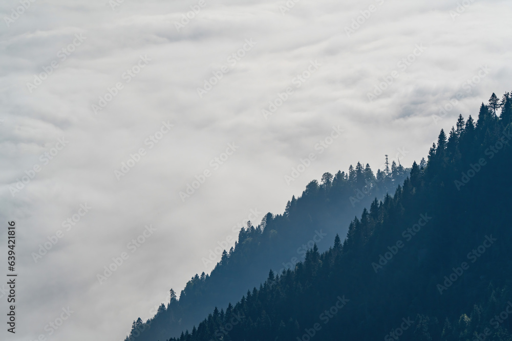 Pine forests and cloud sea in Turkey