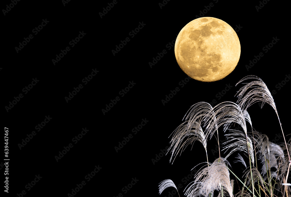 The harvest moon and Japanese pampas grass.	