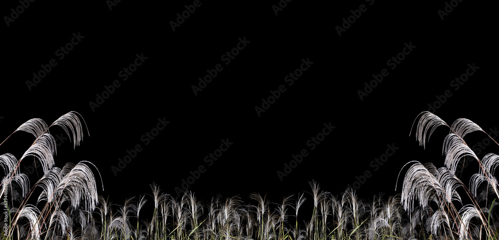 Pampas grass floating in the darkness.	