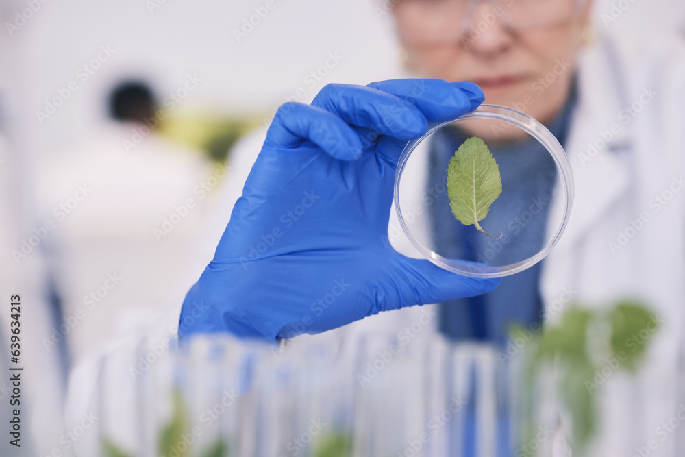 Science, plants and woman with glass in laboratory, medical research and natural medicine. Biotechno