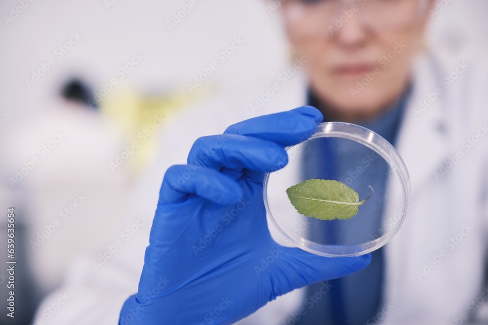 Science, leaf in glass and hands of woman in laboratory, research and natural medicine. Biotechnolog