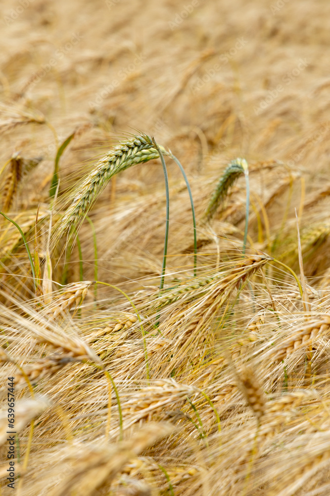 Ripe barley field close-up, natural background