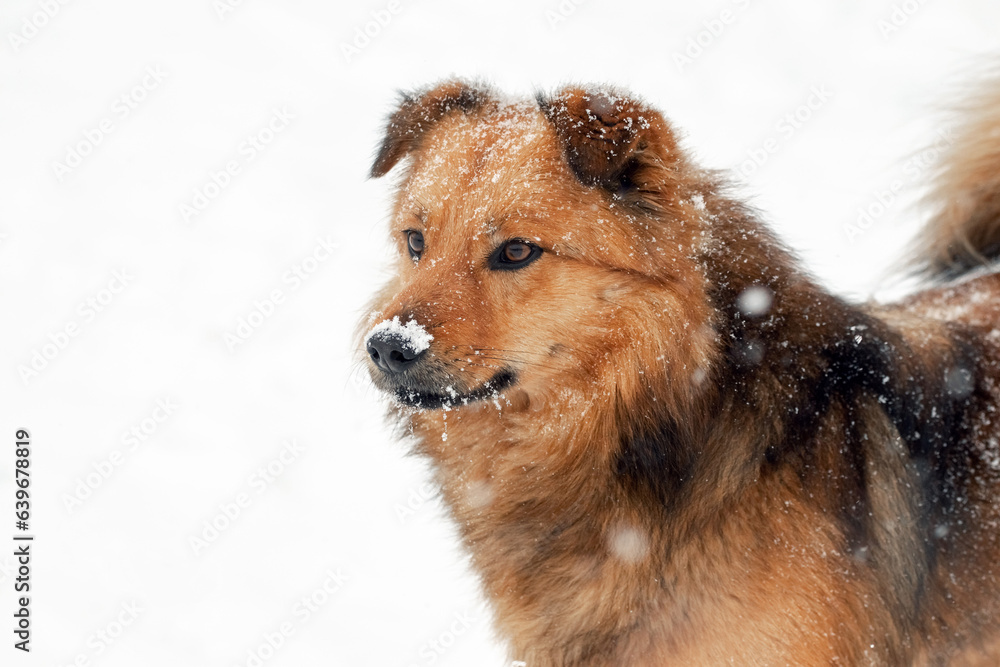 Big brown fluffy dog with snow-covered snout, dog portrait close up