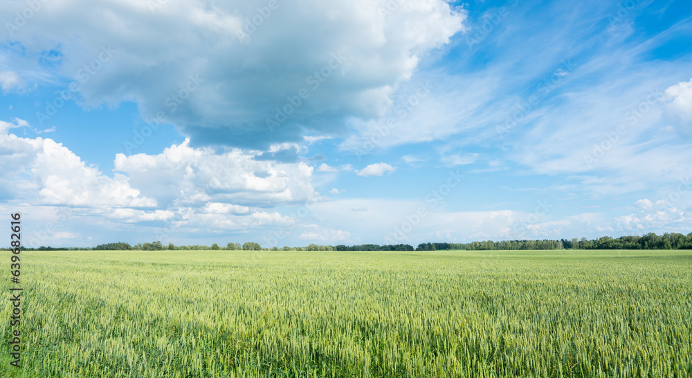 Green wheat on the field with beautiful sunset sky. Selective focus. Shallow depth of field.