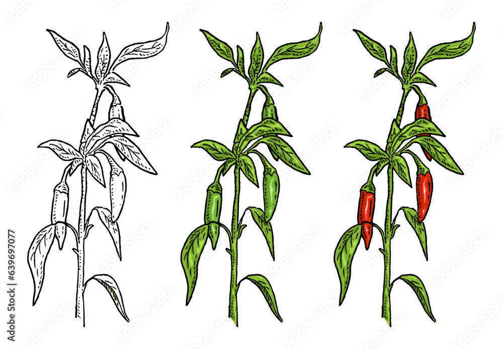 Branch of chilli with leaf and pepper. Vintage vector engraving