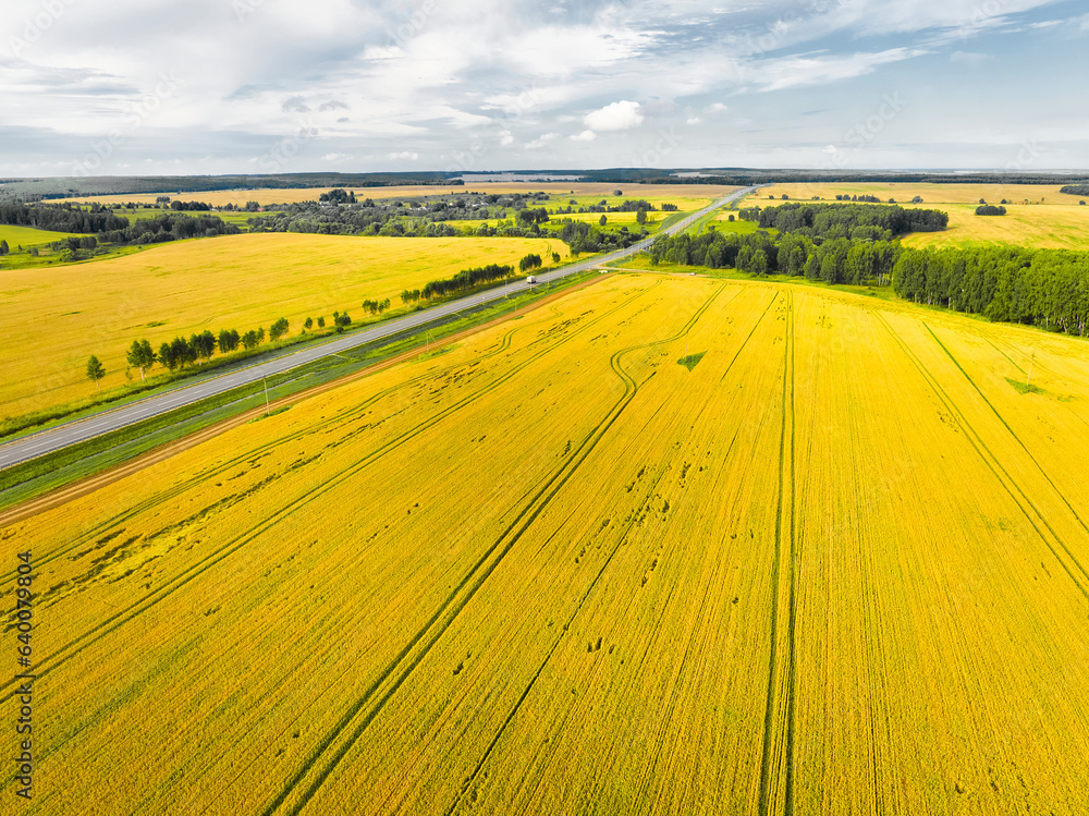 Big plantations of field of wheat and green forest plots