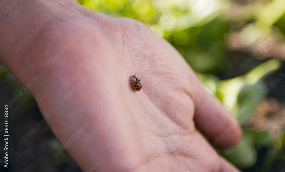 Hand, nature and a ladybug in the garden with a person outdoor for sustainability or agriculture clo