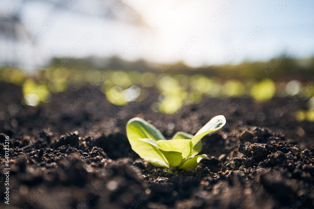 Plants, green lettuce and agriculture background for farming, and vegetables growth or production in