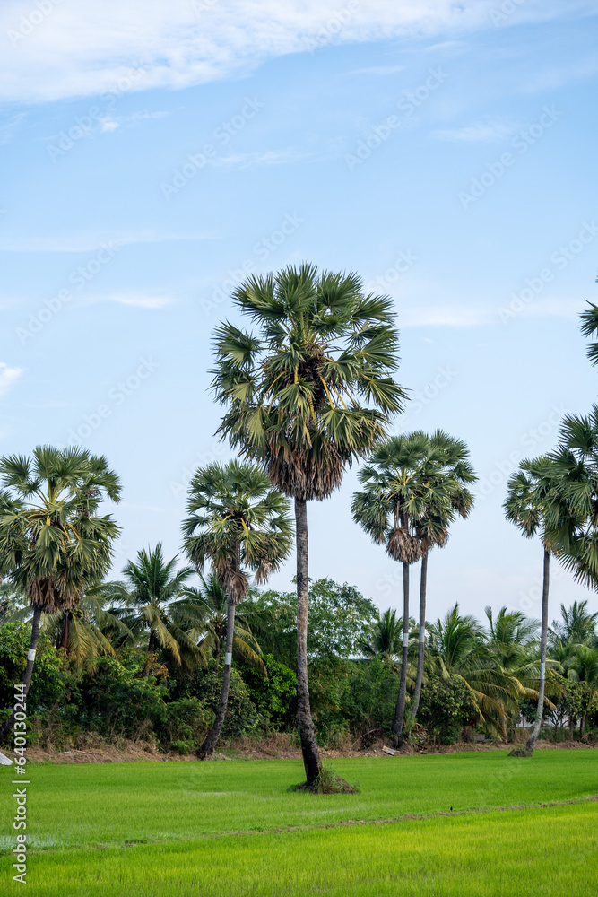 Green landscape in Phetchaburi Province, Thailand. Palm Trees and farms