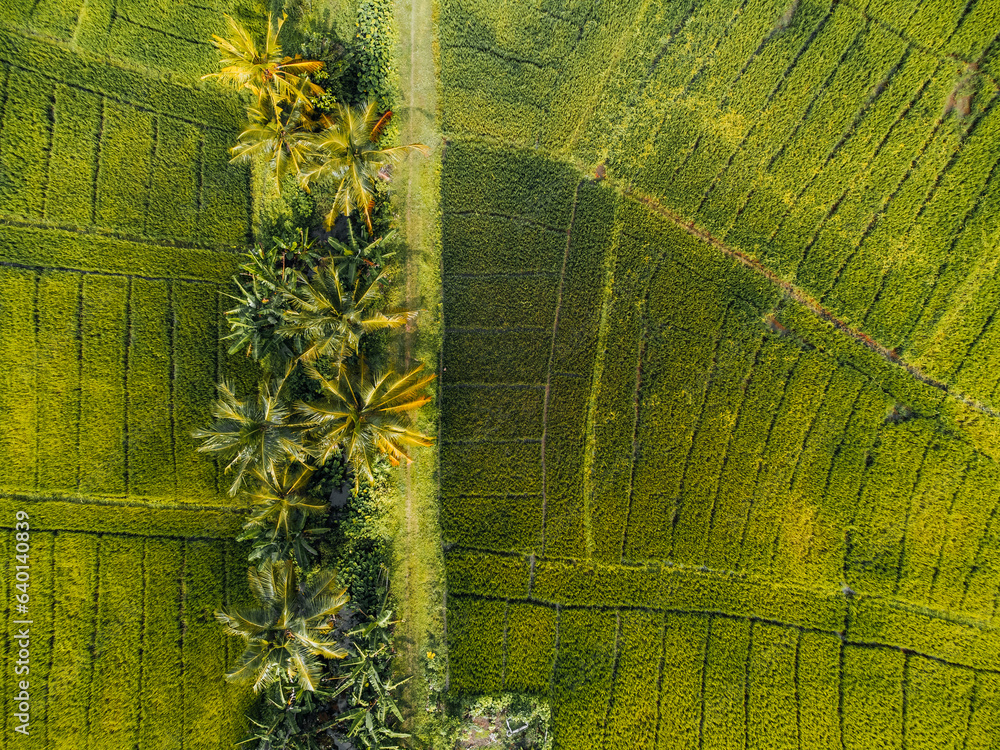 Aerial Photo of green Rice fields in the countryside of Sri Lanka